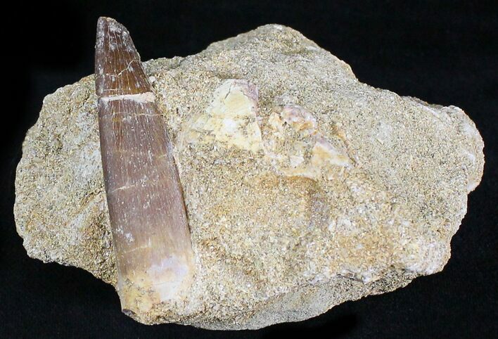Bargain Fossil Plesiosaur Tooth In Matrix #28641